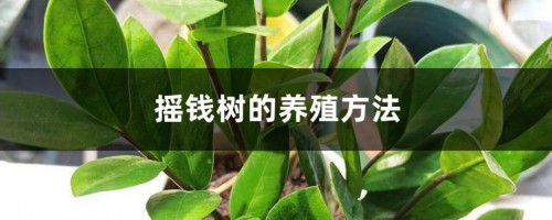 摇钱树的养殖方法