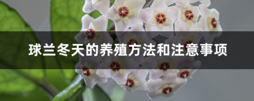 球兰怎么养（四季养护），快速开花的小窍门