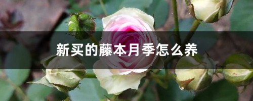 新买的藤本月季怎么养