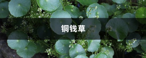 绿萝铜钱草…叶子比8个硬币还大，咋养的？