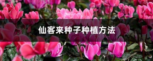 仙客来种子种植方法