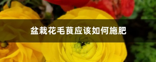 盆栽花毛茛应该如何施肥