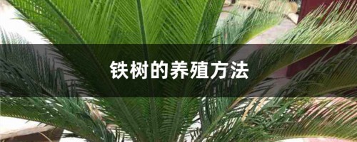 铁树的养殖方法